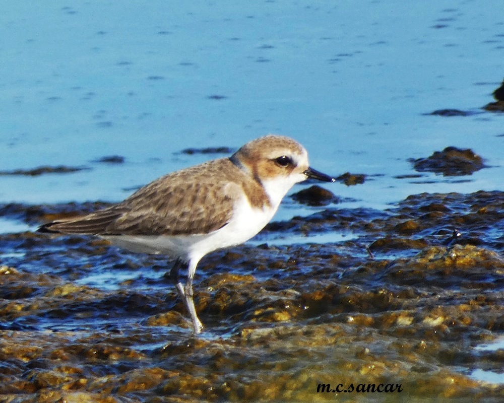 Kentish Plover