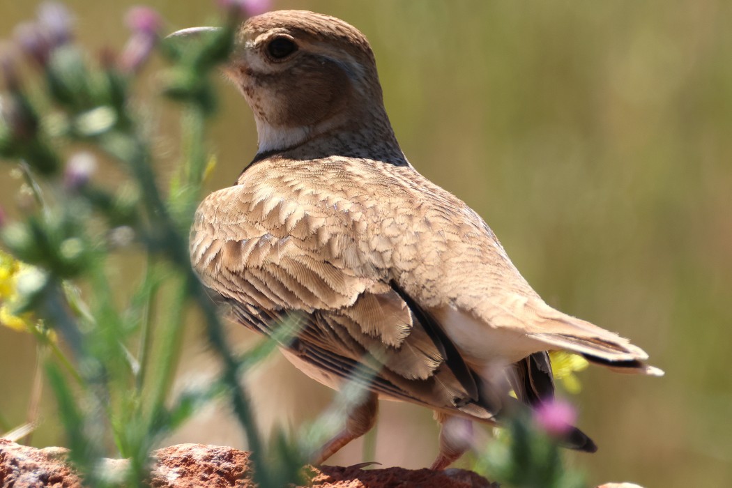 Calandra Lark