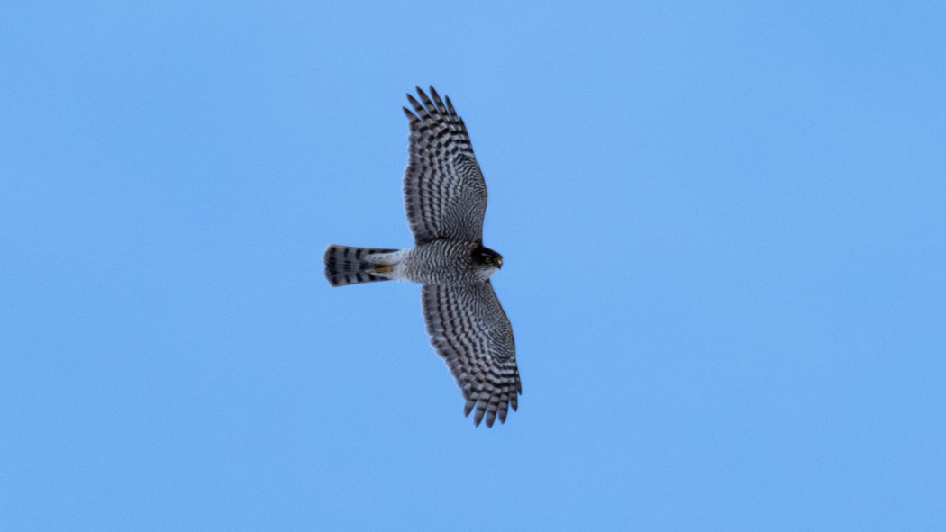 Eurasian Sparrowhawk