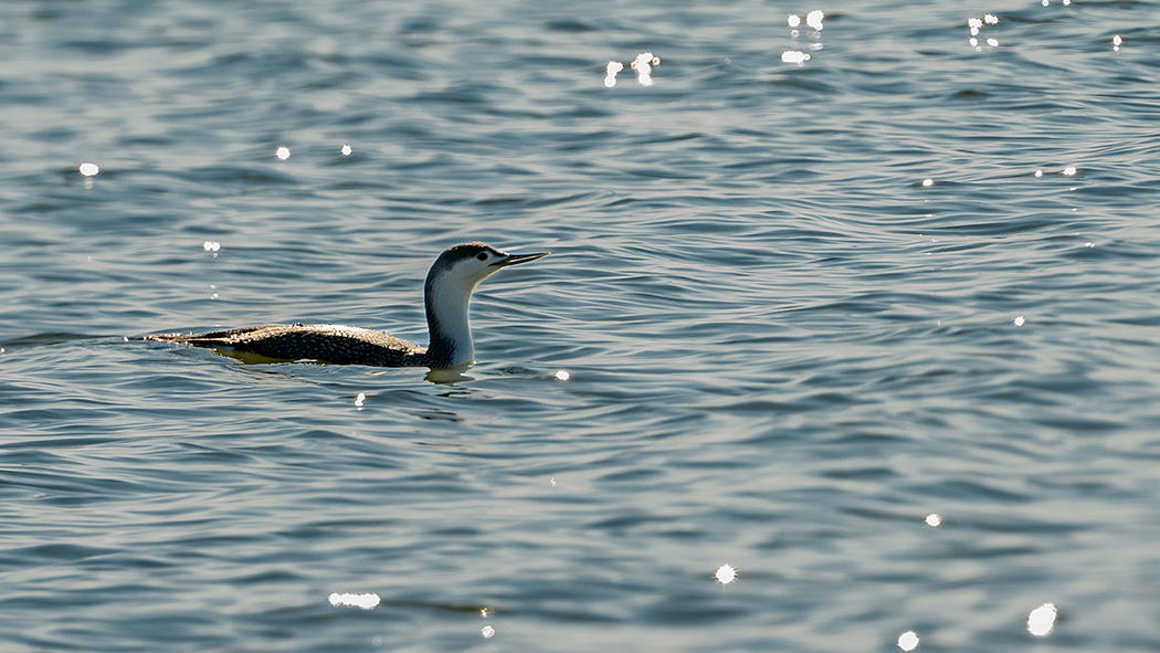 Red-throated Loon