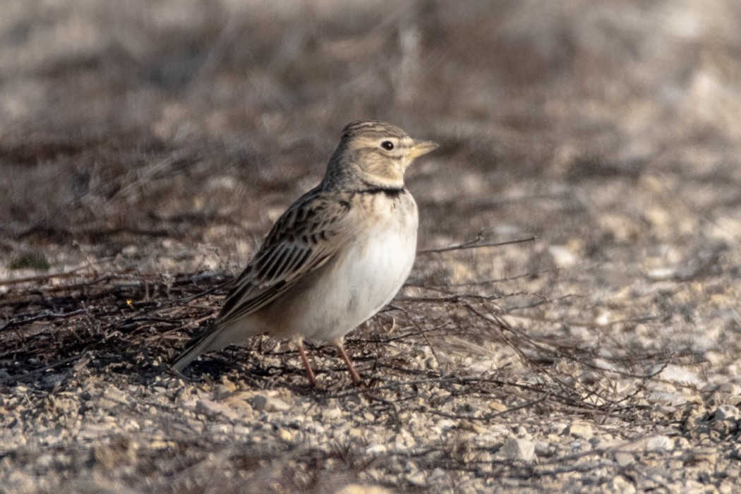 Calandra Lark