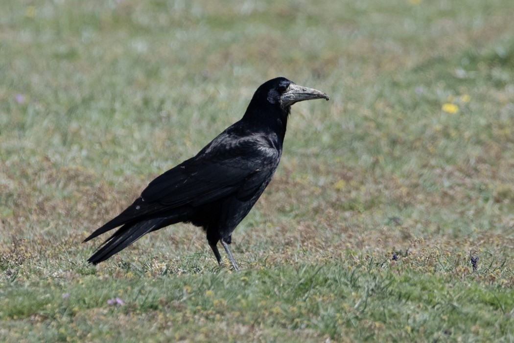 Rook