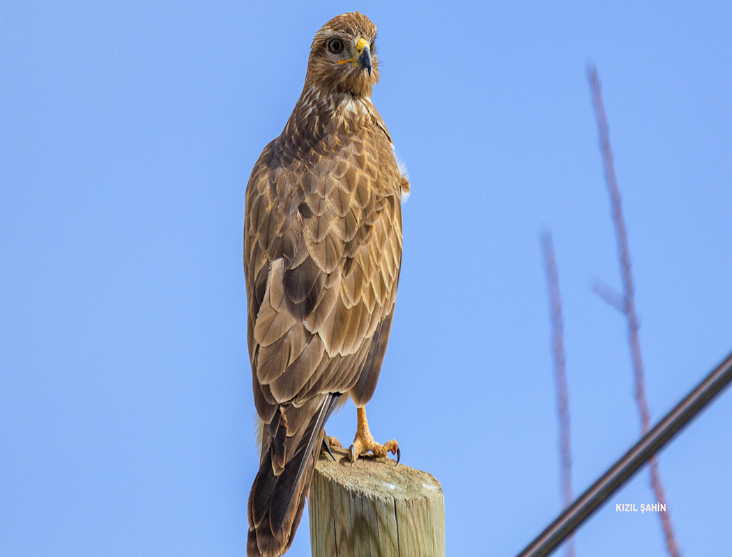 Long-legged Buzzard
