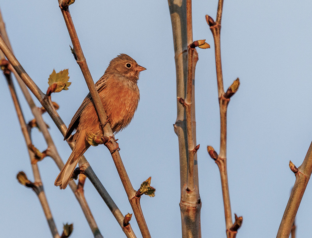 Cretzschmar`s Bunting