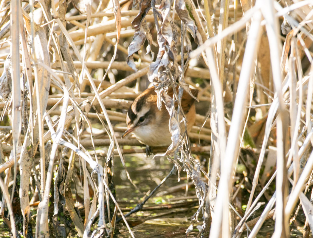 Moustached Warbler