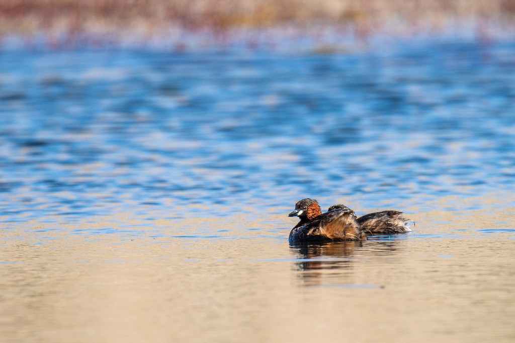 Little Grebe