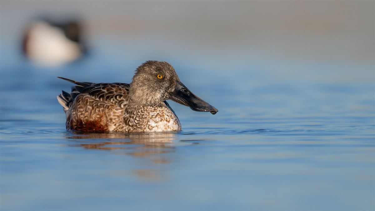 Northern Shoveler
