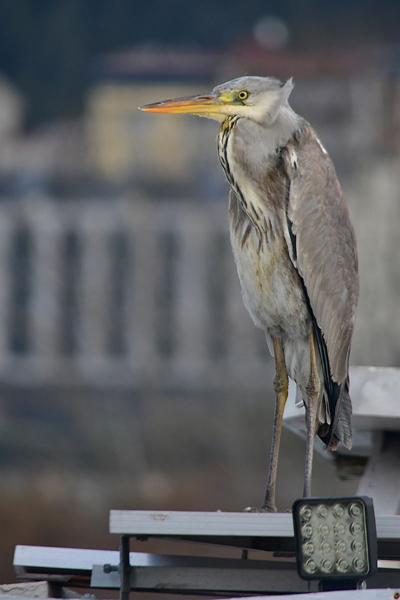 Grey Heron
