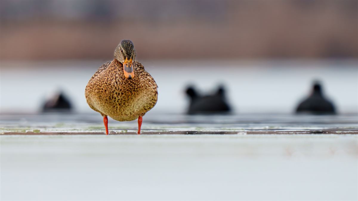 Mallard