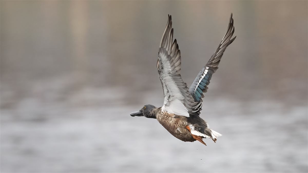 Northern Shoveler