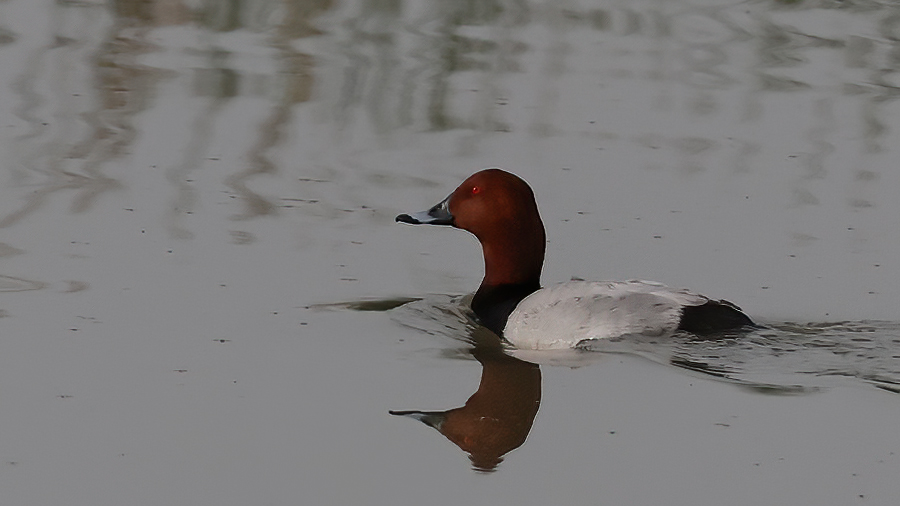 Common Pochard