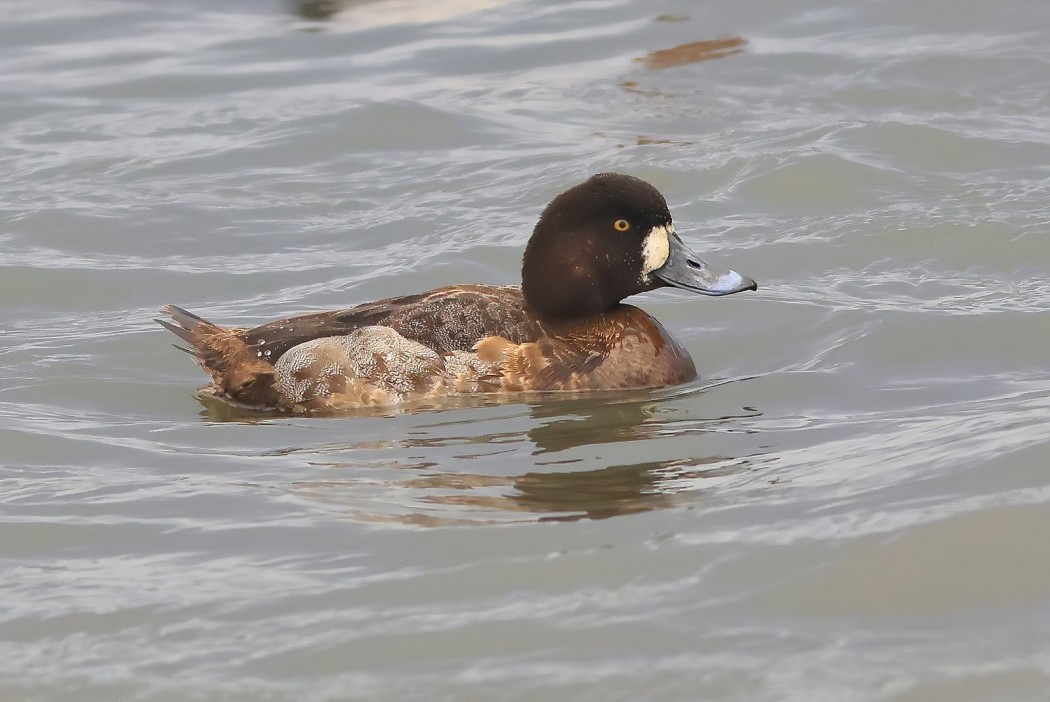 Greater Scaup