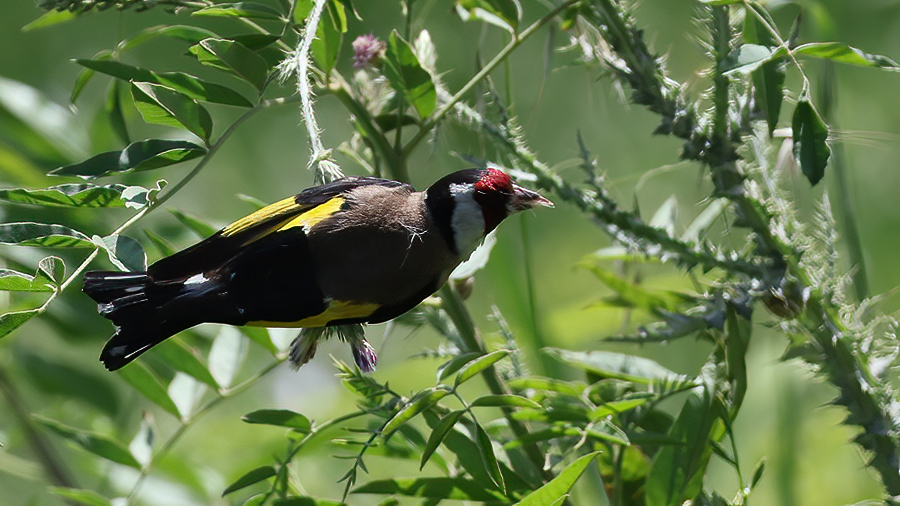 European Goldfinch