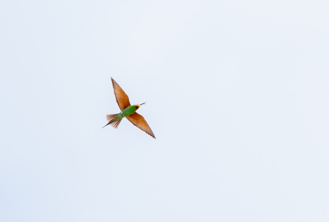 Blue-cheeked Bee-eater