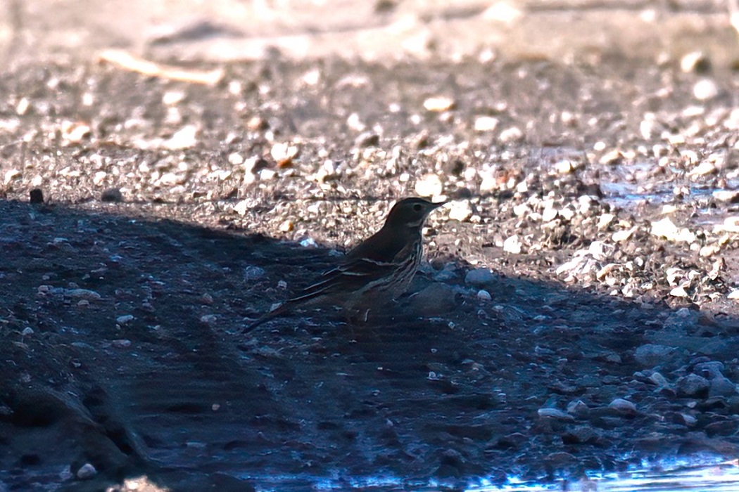Buff-bellied Pipit