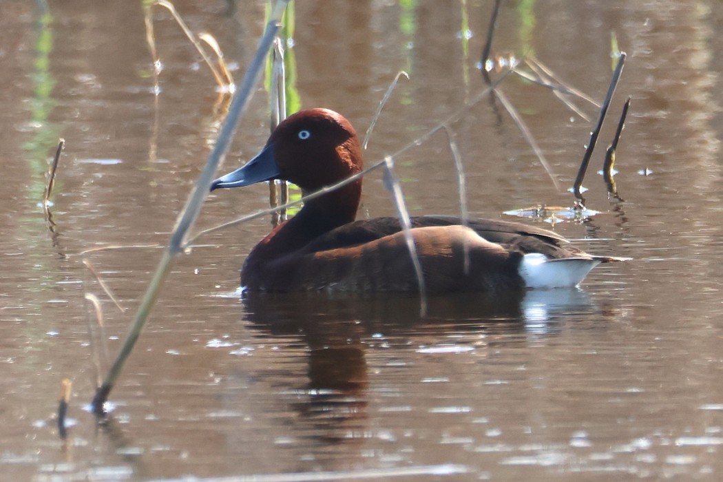 Ferruginous Duck