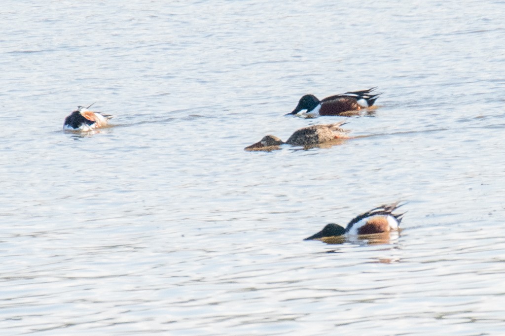 Northern Shoveler