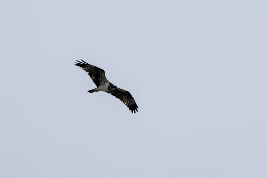 Osprey