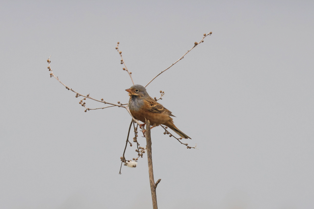 Cretzschmar`s Bunting