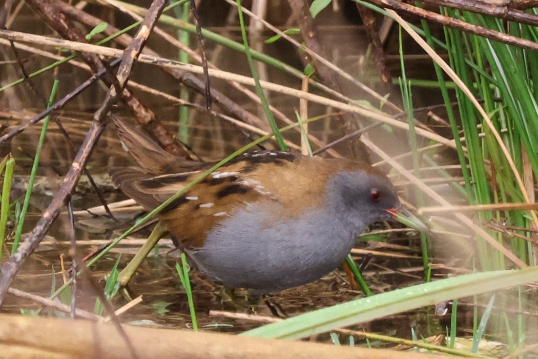 Little Crake