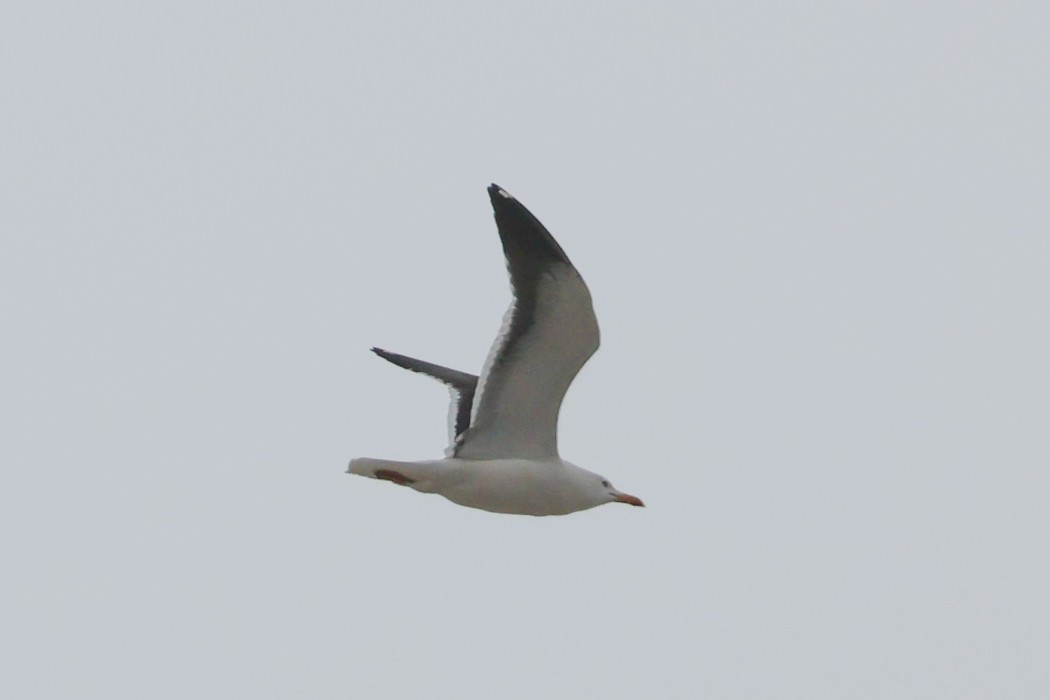 Lesser Black-backed Gull