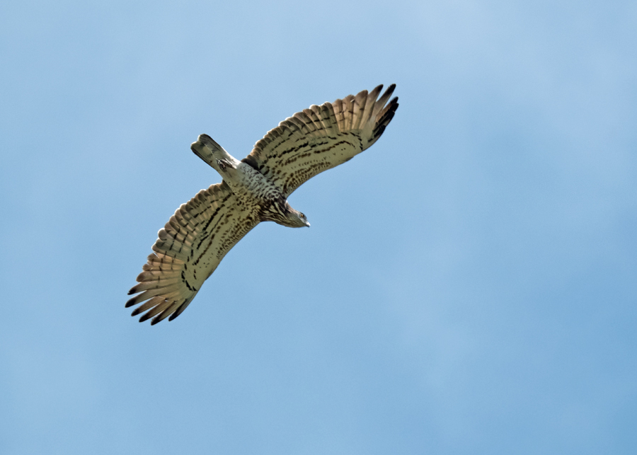 European Honey Buzzard
