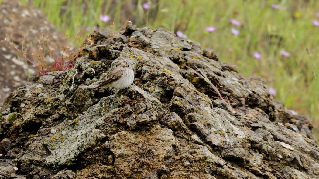 Spotted Flycatcher