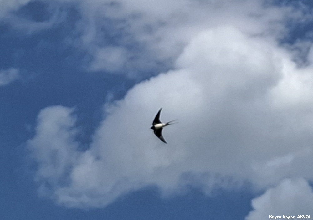 Barn Swallow