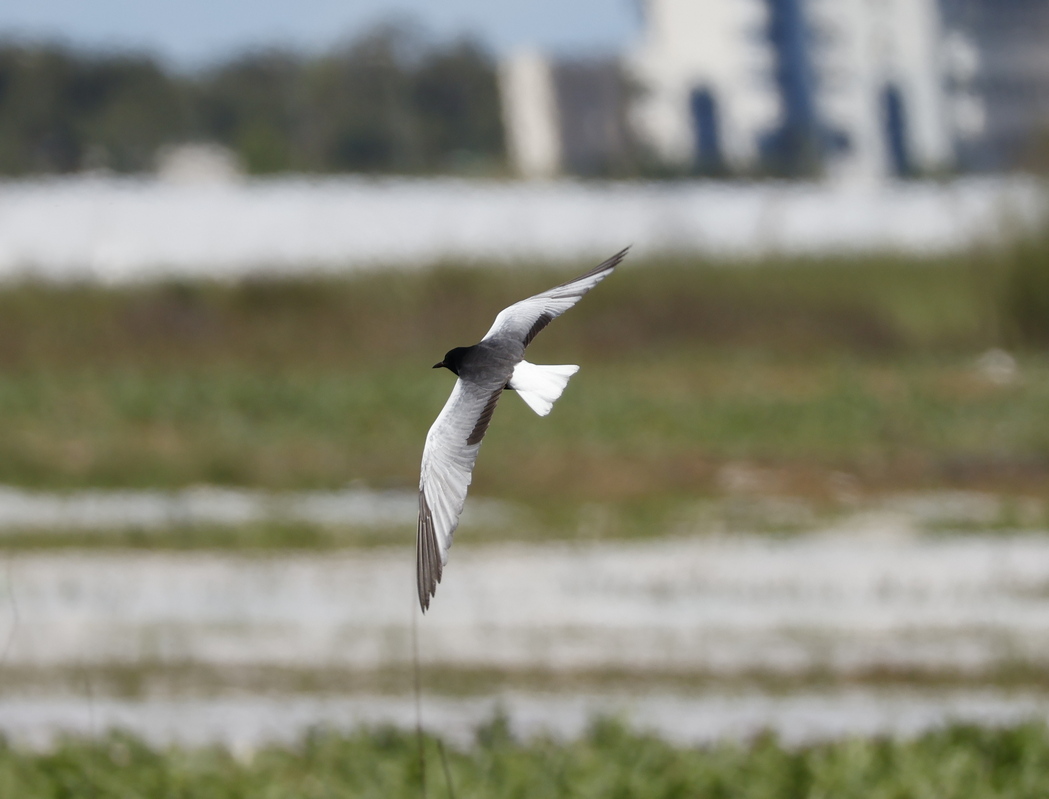 White-winged Tern