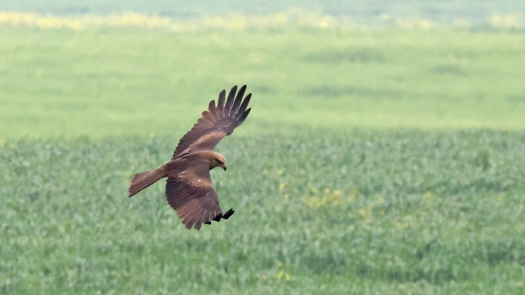 Black Kite