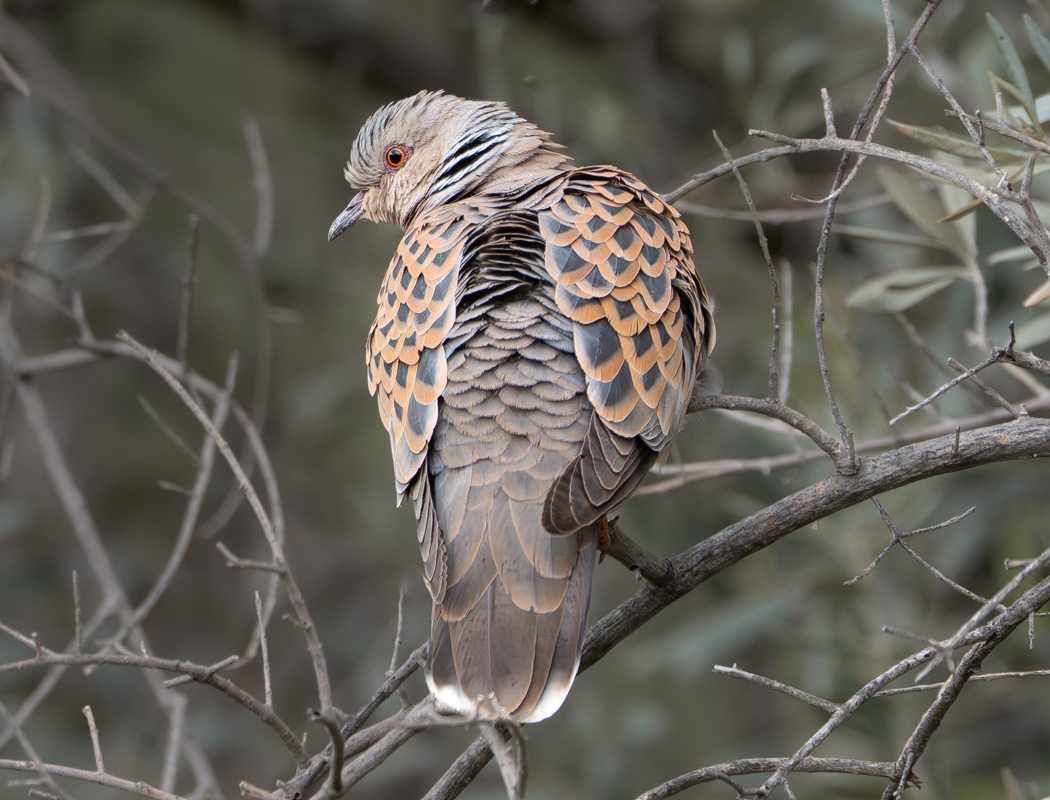 European Turtle Dove