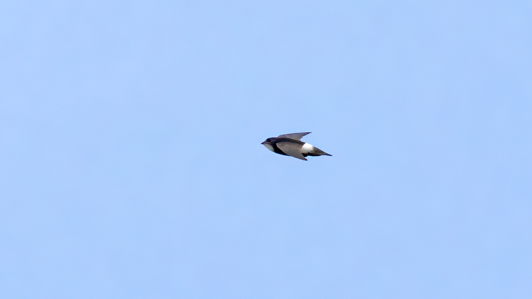 Little Swift