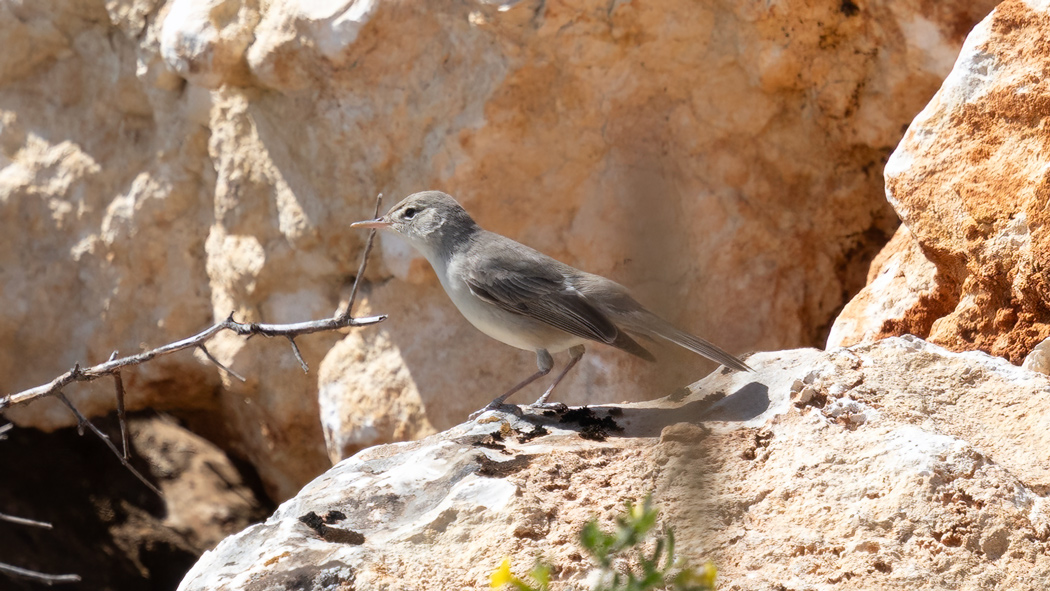 Upcher`s Warbler