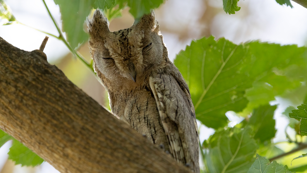 Pallid Scops Owl