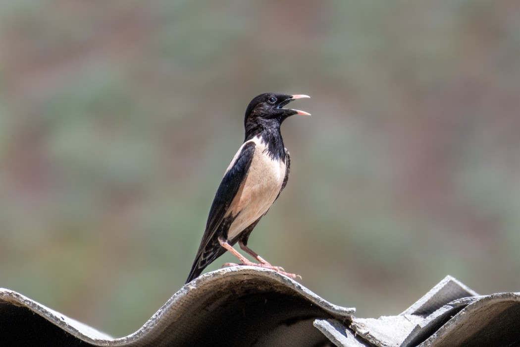 Rosy Starling