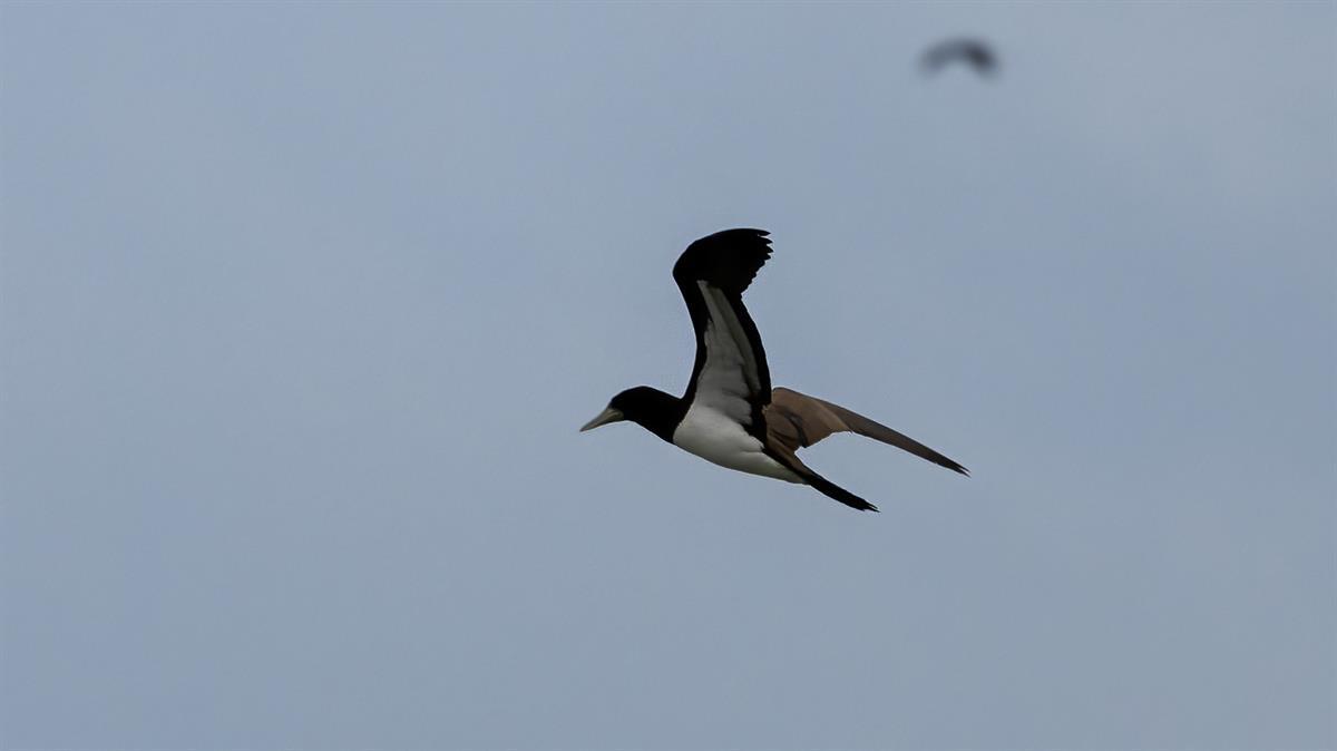Brown Booby