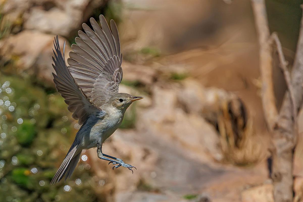 Olive-tree Warbler