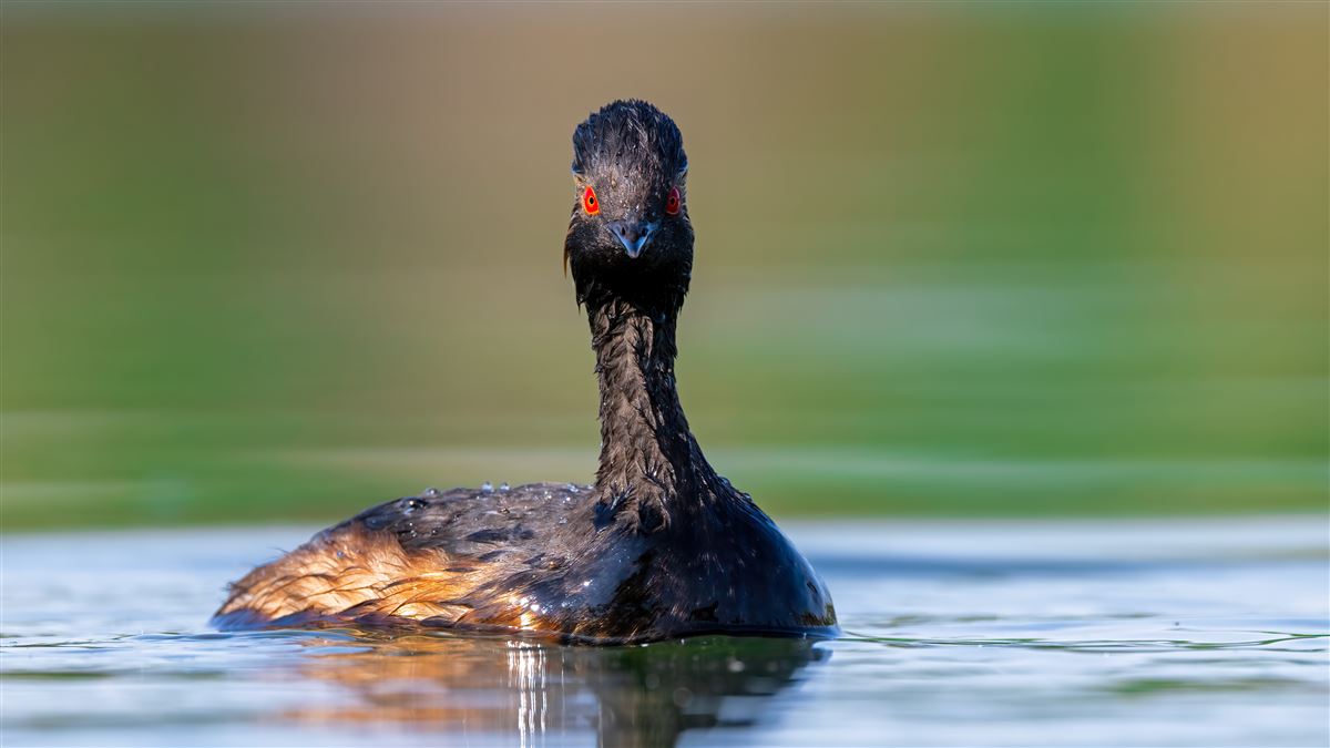 Black-necked Grebe