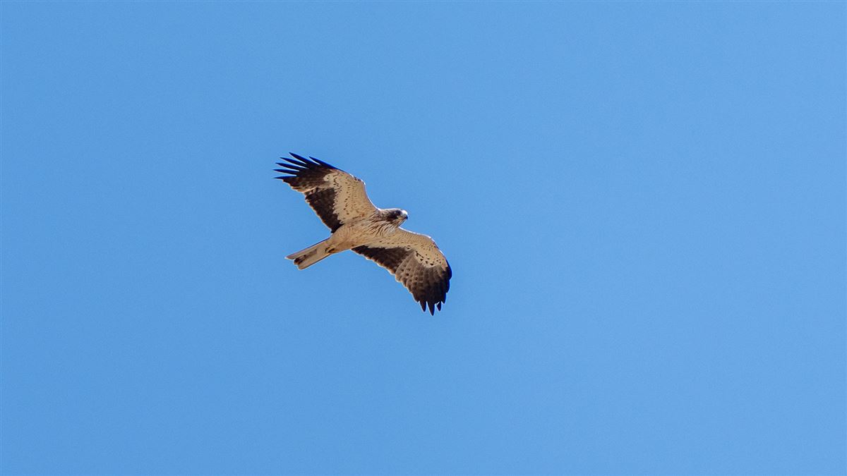 Booted Eagle