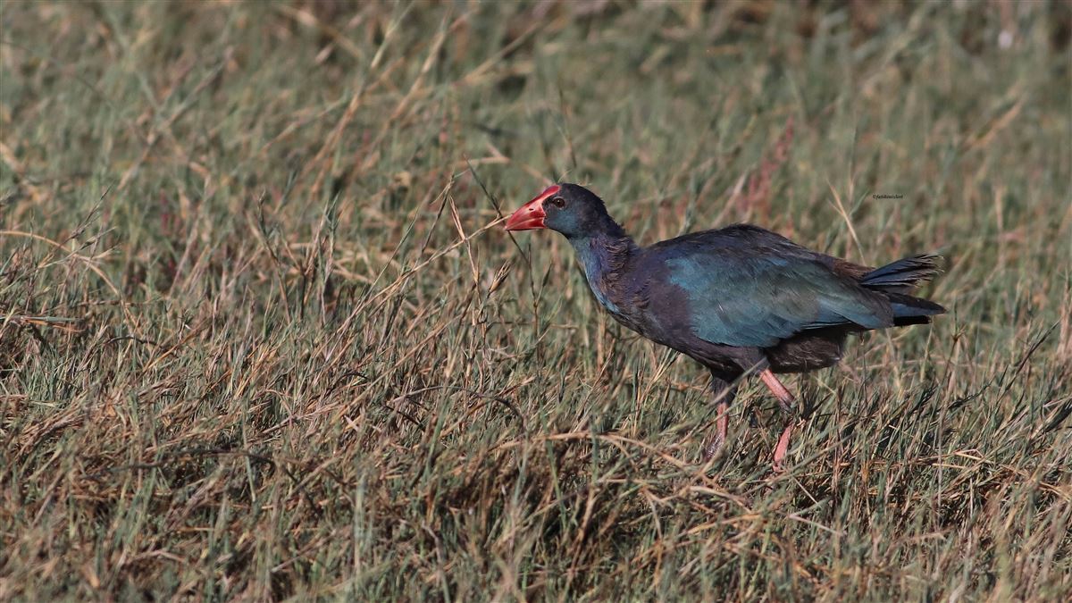 Grey-headed Swamphen