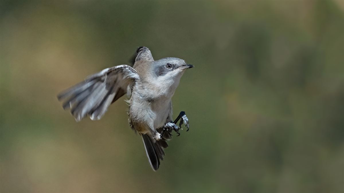 Lesser Whitethroat