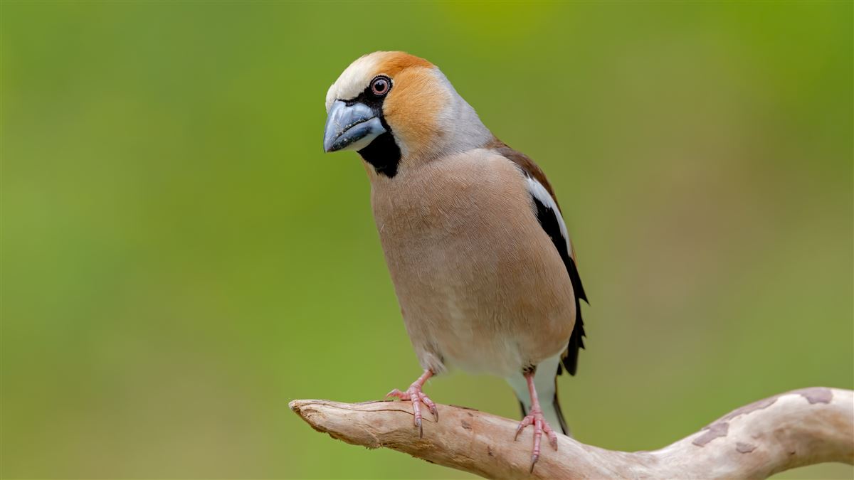 Hawfinch