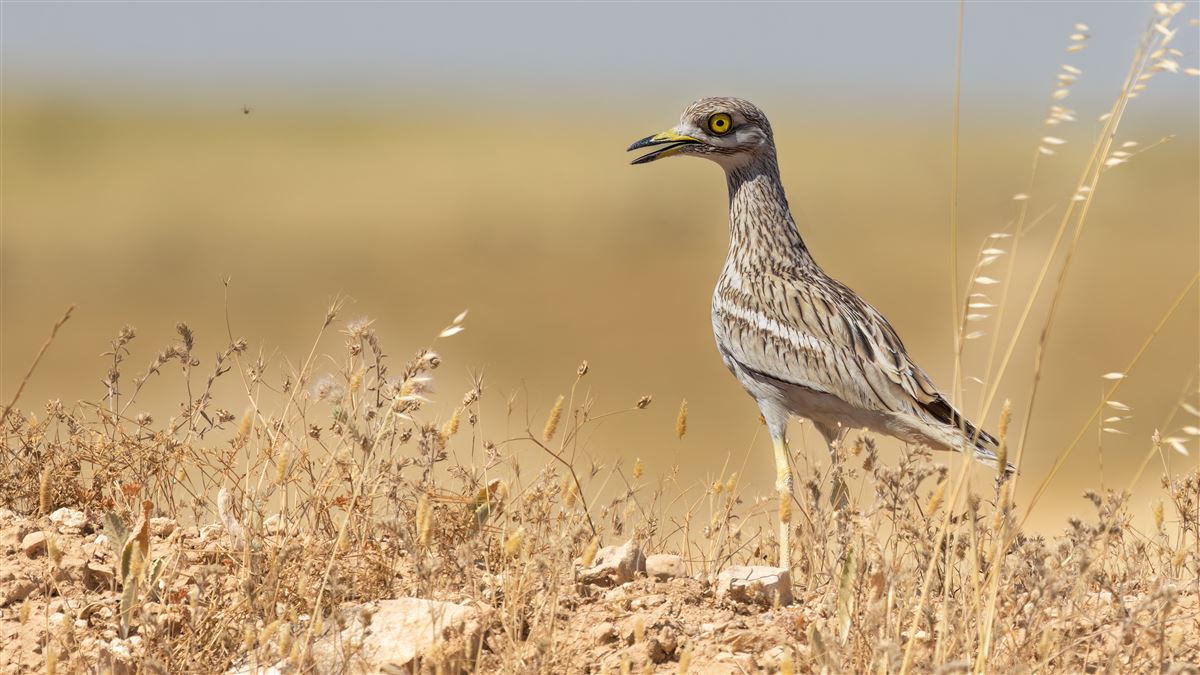 Eurasian Stone-curlew