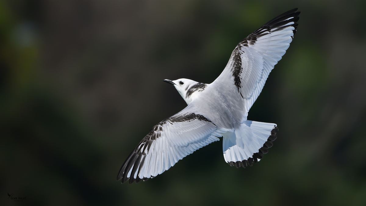 Black-legged Kittiwake