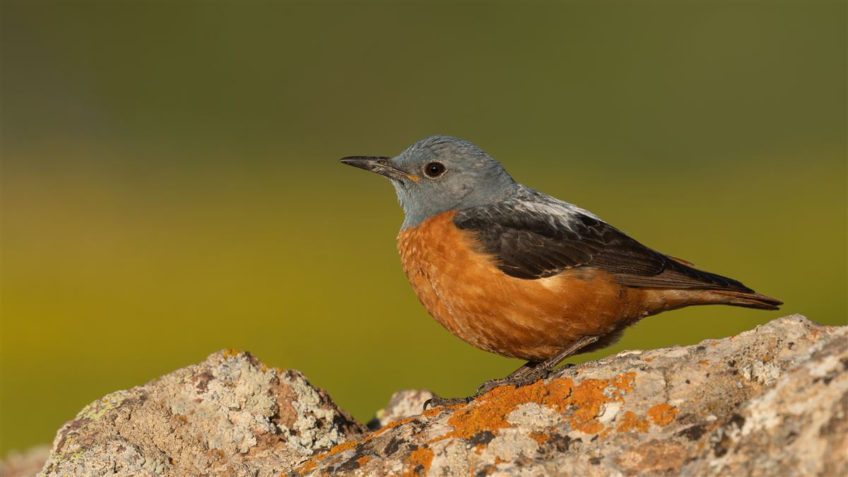 Common Rock Thrush