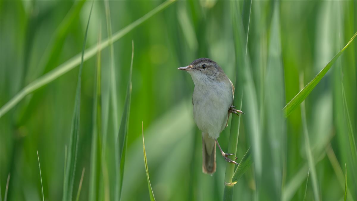 Paddyfield Warbler