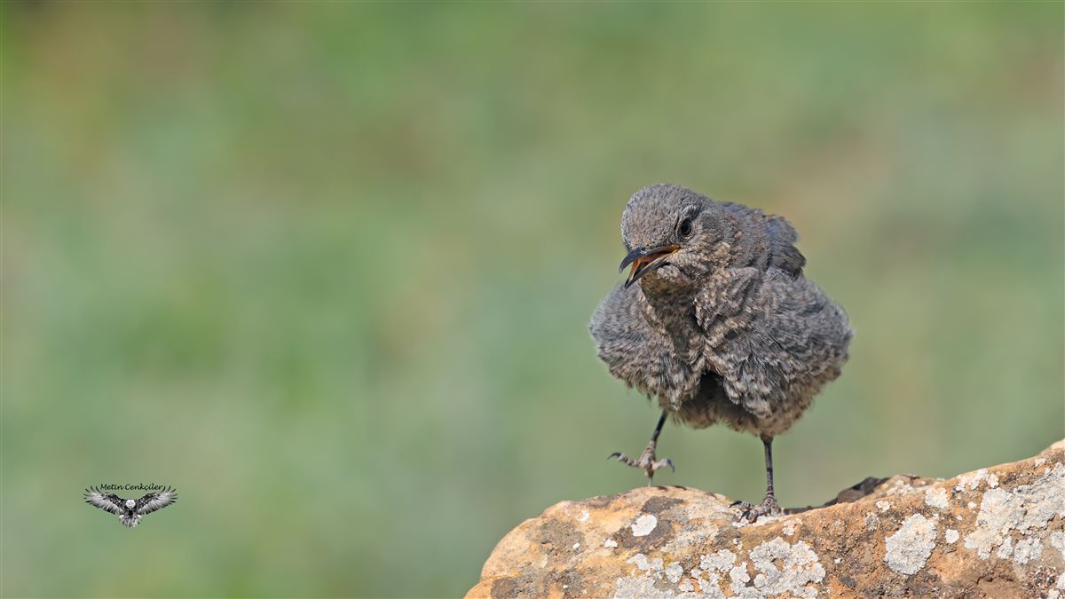 Blue Rock Thrush