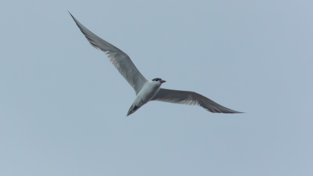 Gull-billed Tern