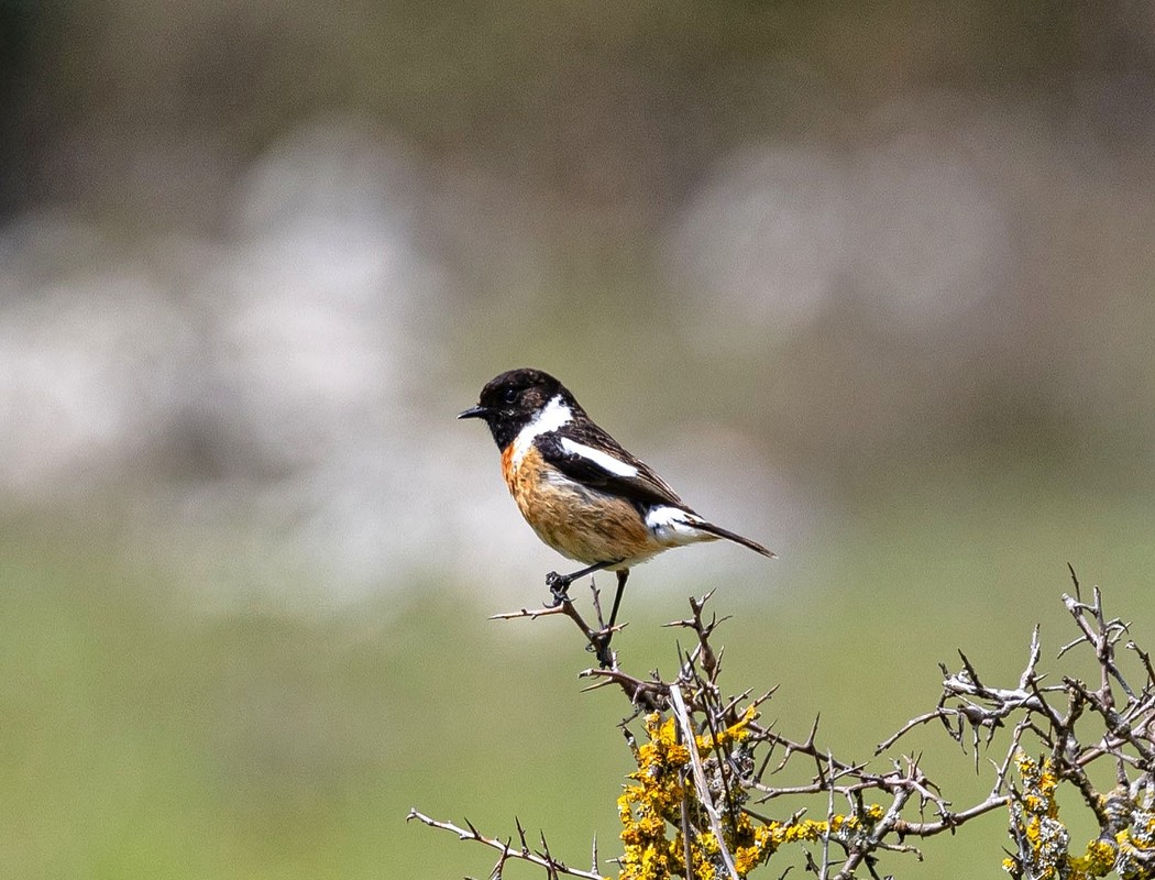 European Stonechat