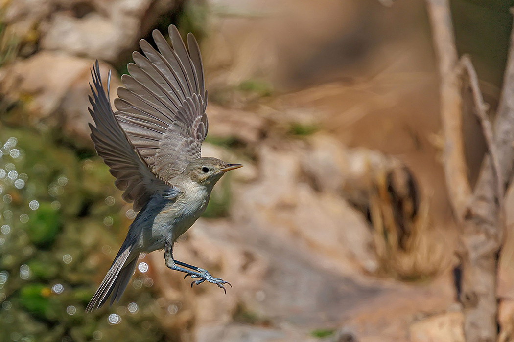 Eastern Olivaceous Warbler